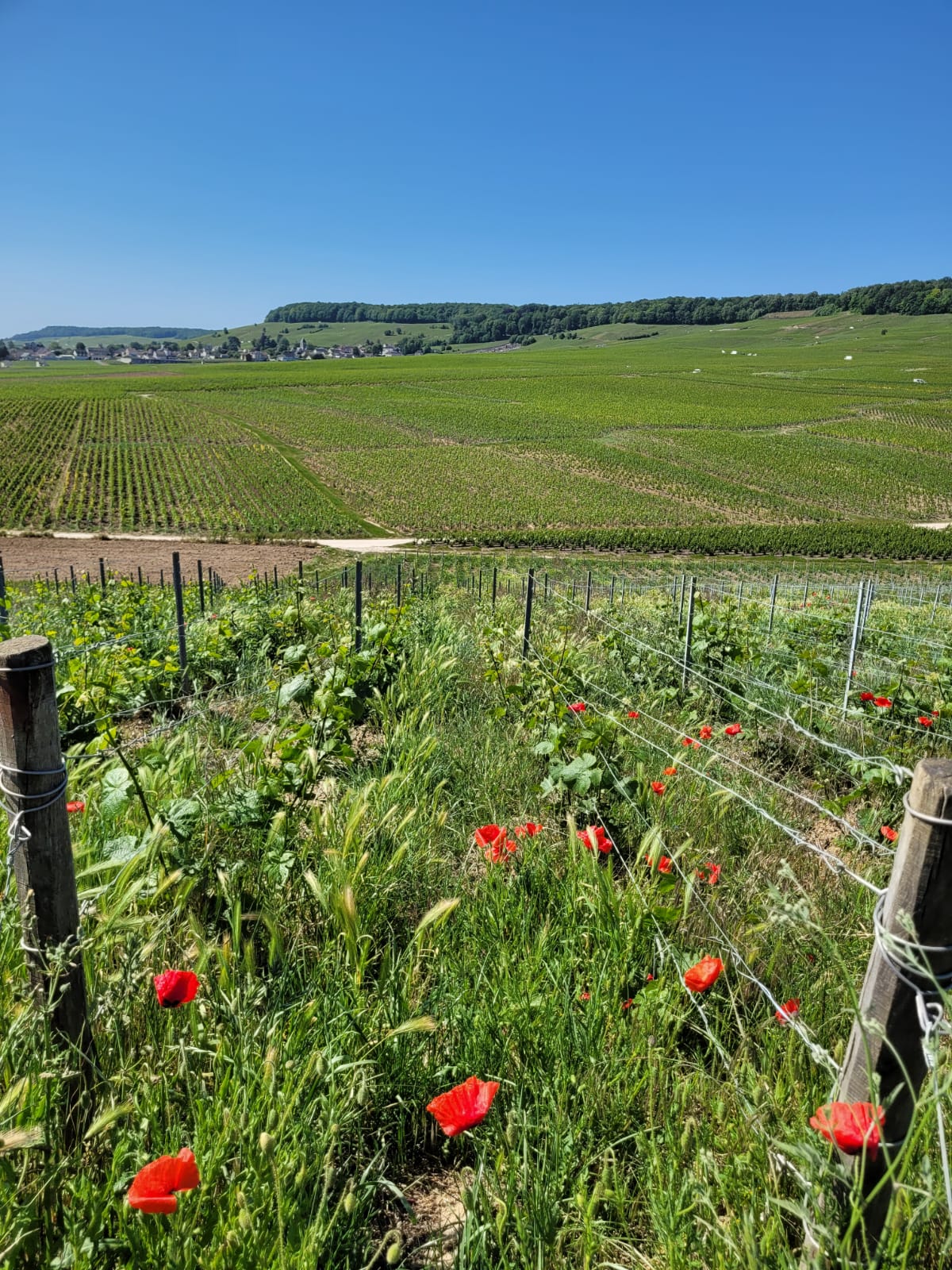 vitiforesterie en Champagne, fleurs rouges au milieu des vignes
