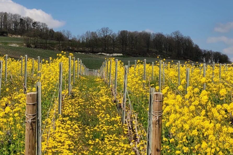 vitiforesterie en Champagne, fleurs jaunes au milieu des vignes