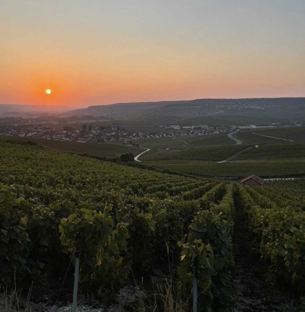 Vignes Vallée de la Marne au couché du soleil - Sunset Tour, My Vintage Tour